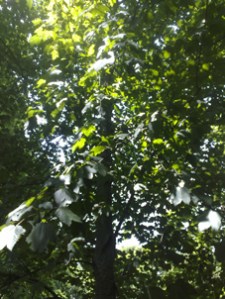 All The Trees (North Sea Mecox)