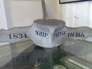 Whale vertebrae