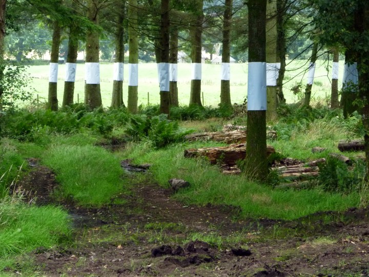 Glimpse, Will Levi Marshall and Donald Urquhart, 2013