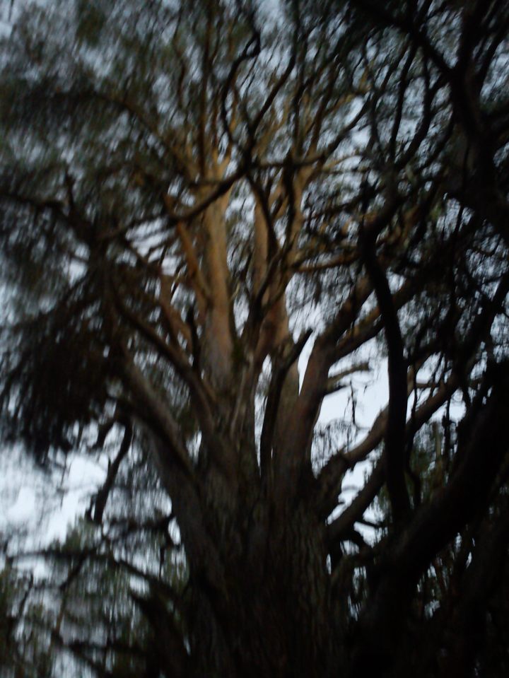 Last light caught on Granny Pine in Black Rannoch Wood, Thurs 21 November 2013, Photo Chris Fremantle
